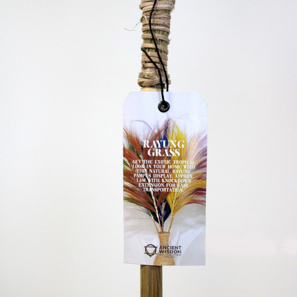 Palmera Lavanda de Rayung - 1.6m